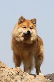 CHIEN FINNOIS DE LAPONIE 126